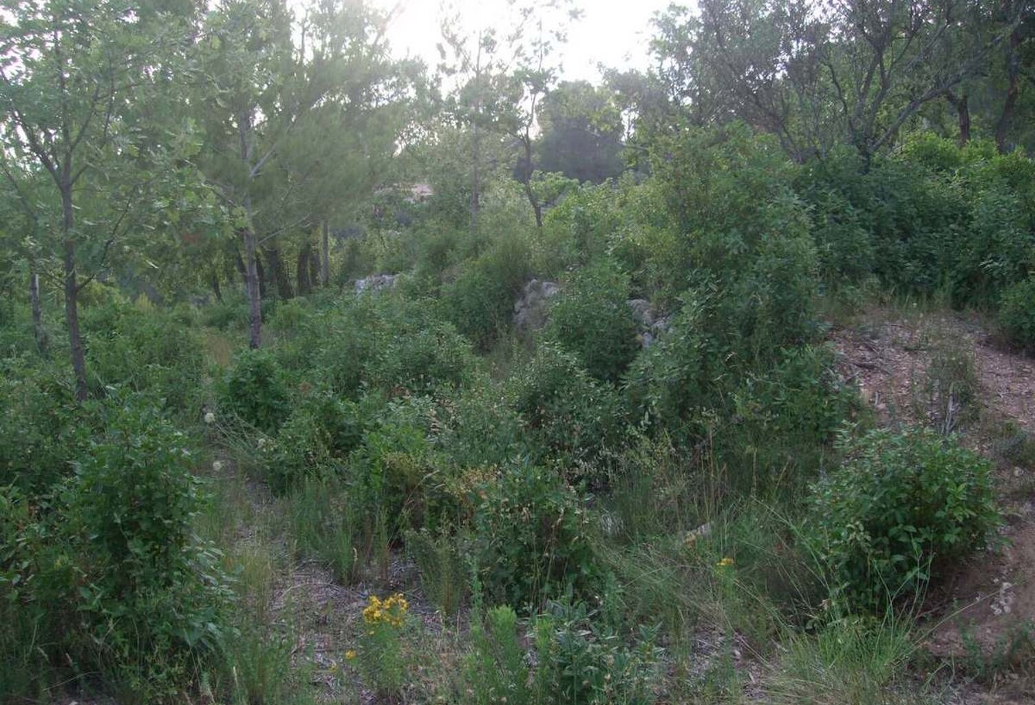 Terrain constructible Cuers — photo 1