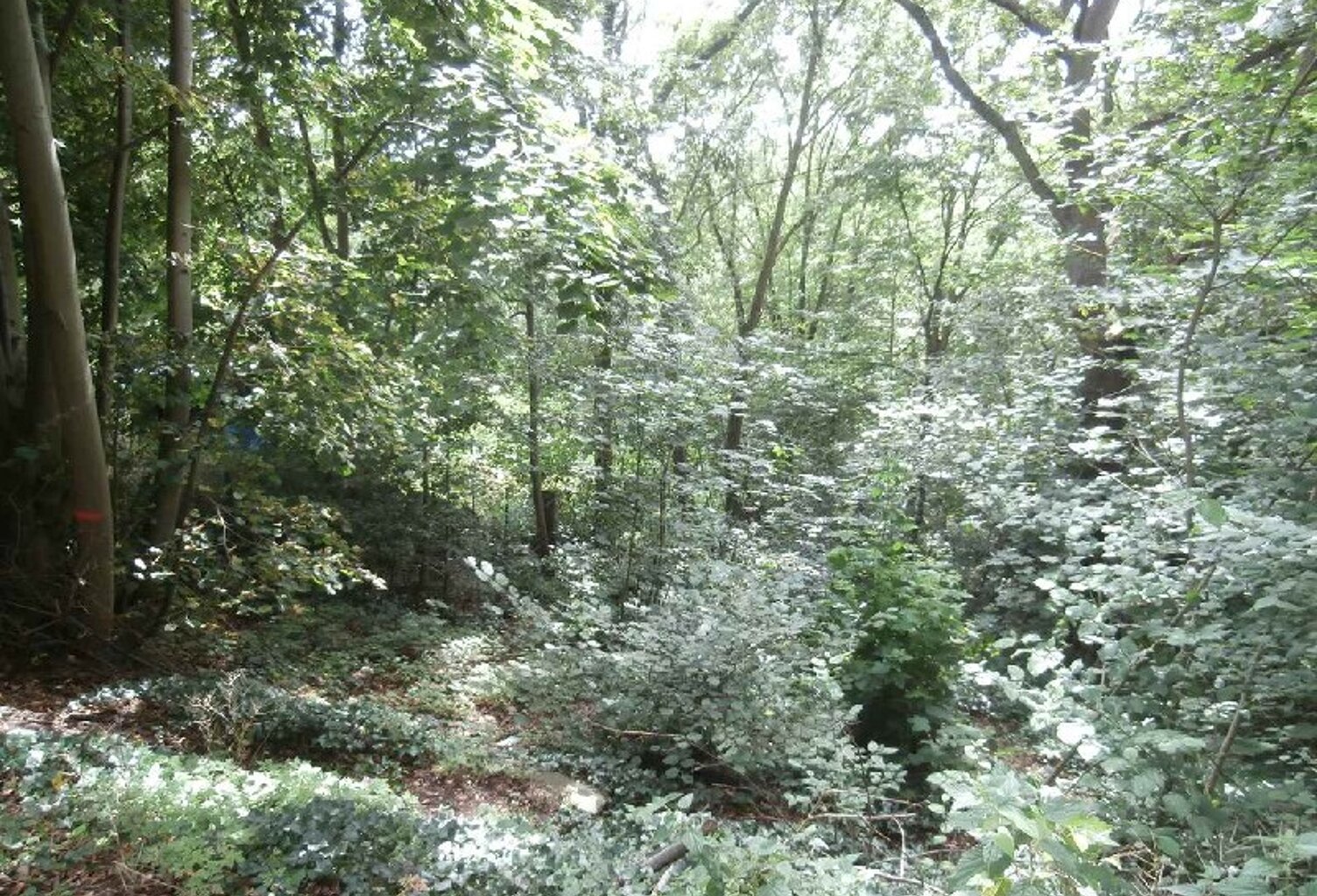 Vente terrain  455 m² Coye-la-Forêt (60580) — photo 1