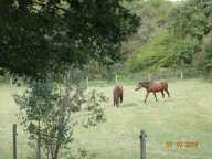 haras — photo 2