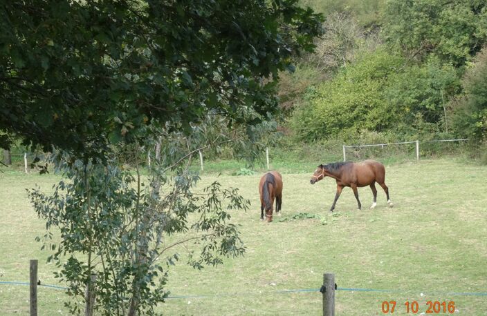 haras — photo 2