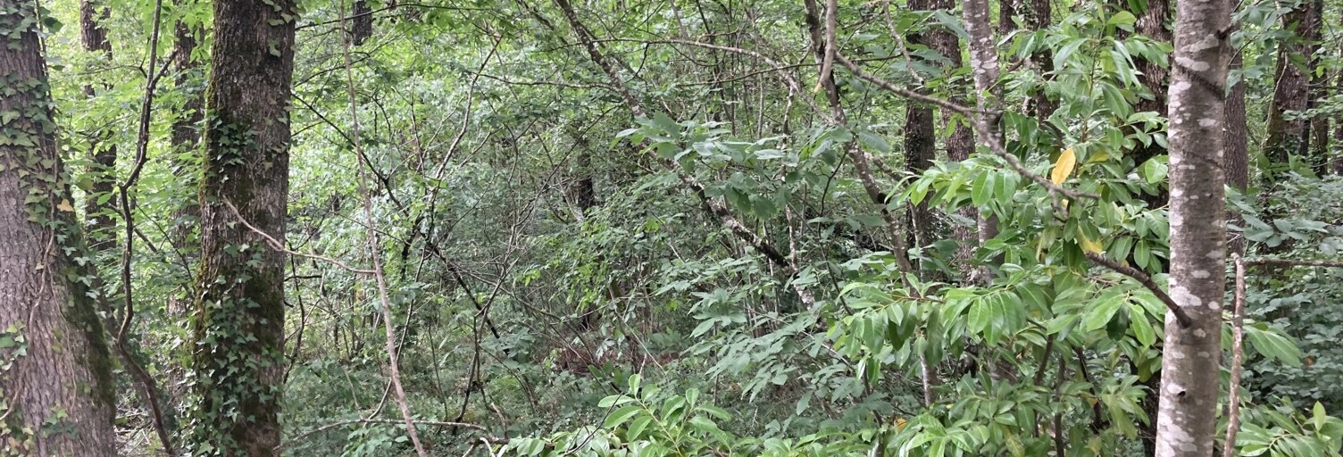 Terrain  1923 m² à vendre à Mignaloux-Beauvoir (86550)