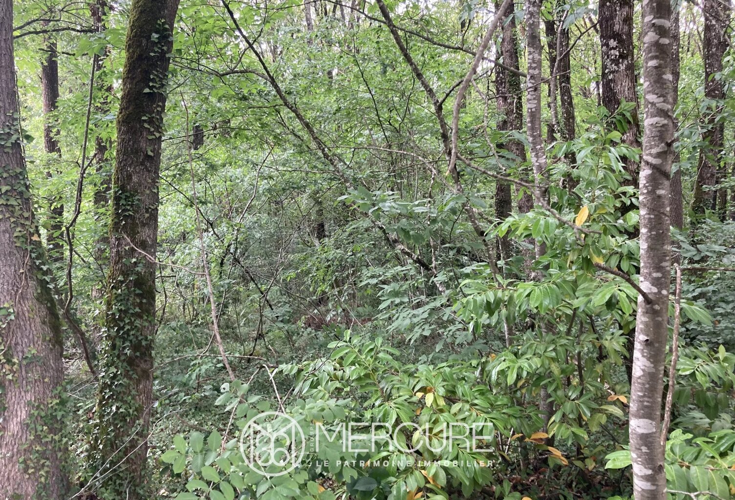 TERRAIN CONSTRUCTIBLE BOISÉ DE 1.923 M² — photo 1