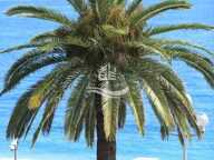 PROMENADE DES ANGLAIS /2 Pièces 32 m2 — photo 2