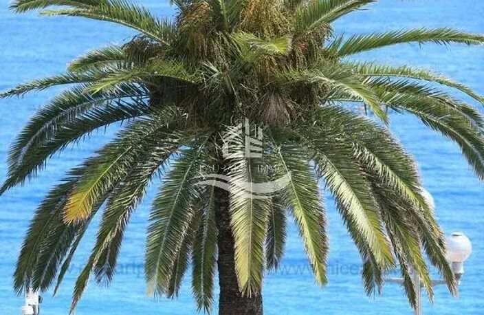 PROMENADE DES ANGLAIS /2 Pièces 32 m2 — photo 2