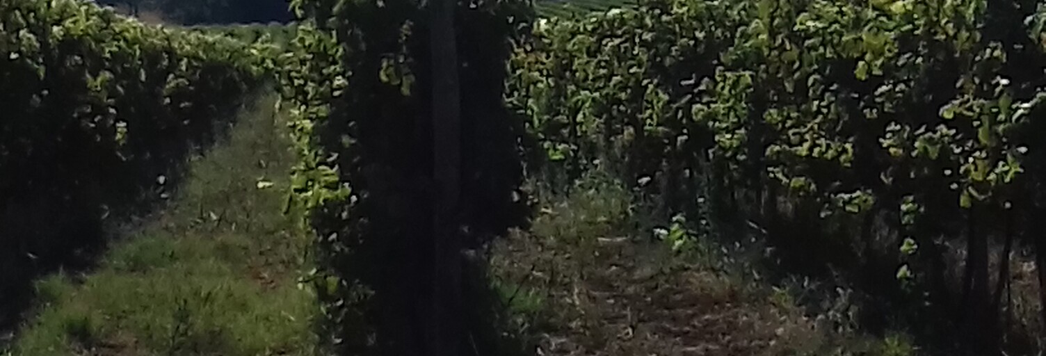 Maison  260000 m² à vendre à Limoux (11300)