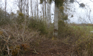 Photo N° 4