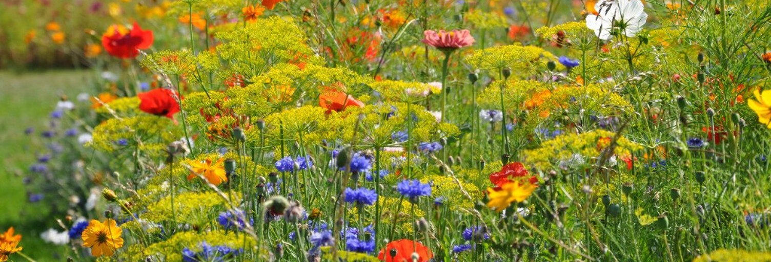 Terrain  8126 m² à vendre à Viriat (01440)