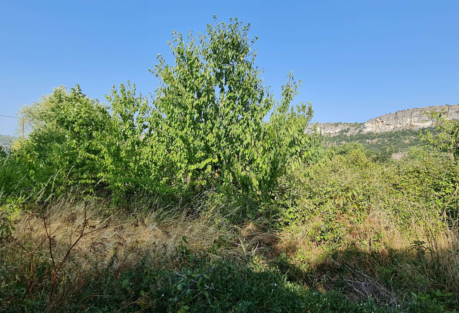 TERRAIN PLAT zone UE agglomération AUBENAS - idéal pour seig — photo 1