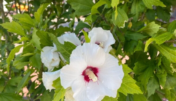 Appartement 2 pièces  à vendre Vaux-sur-Mer 17640