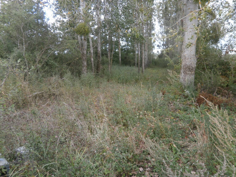 TERRAIN DE LOISIRS 2370 M2 EN PARTIE BOISEE DE PEUPLIERS — photo 1