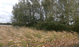 Photo N° 5