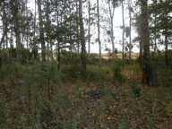 TERRAIN DE LOISIRS 2370 M2 EN PARTIE BOISEE DE PEUPLIERS — photo 2