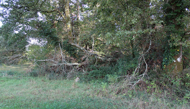 Villa / Maison 6 pièces  à vendre Saint-Cricq-Chalosse 40700