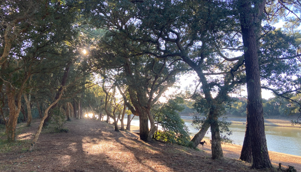 Appartement 3 pièces  à vendre Hossegor 40150