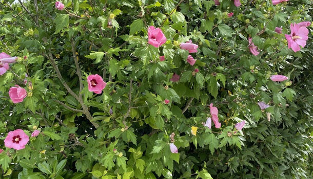 Villa / Maison 7 pièces  à vendre Saint-Palais-sur-Mer 17420