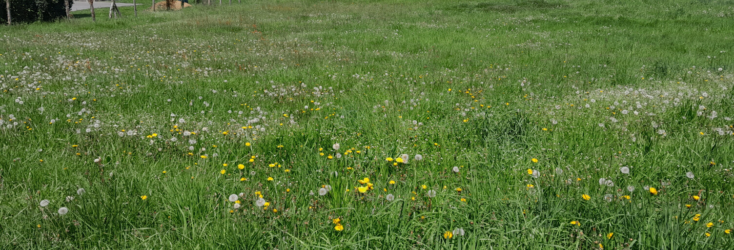 Terrain  1097 m² à vendre à Lourdes (65100)