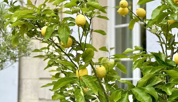 Villa / Maison 12 pièces  à vendre Tesson 17460