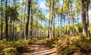 Terrain  3132 m² à vendre à Biscarrosse (40600)