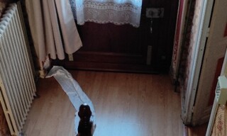 Photo N° 15