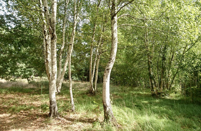 Terrain arboré à bâtir à Mézos — photo 2