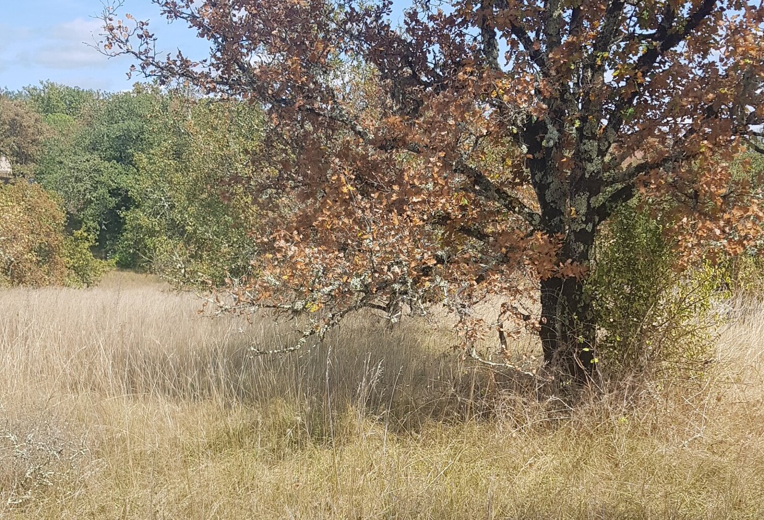 Terrain 2425 m² — photo 1