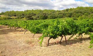 Maison  500000 m² à vendre à Faugères (34600)