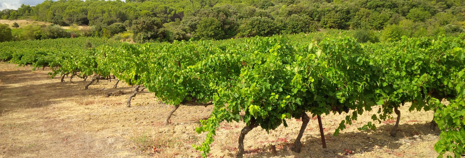 Maison  500000 m² à vendre à Faugères (34600)