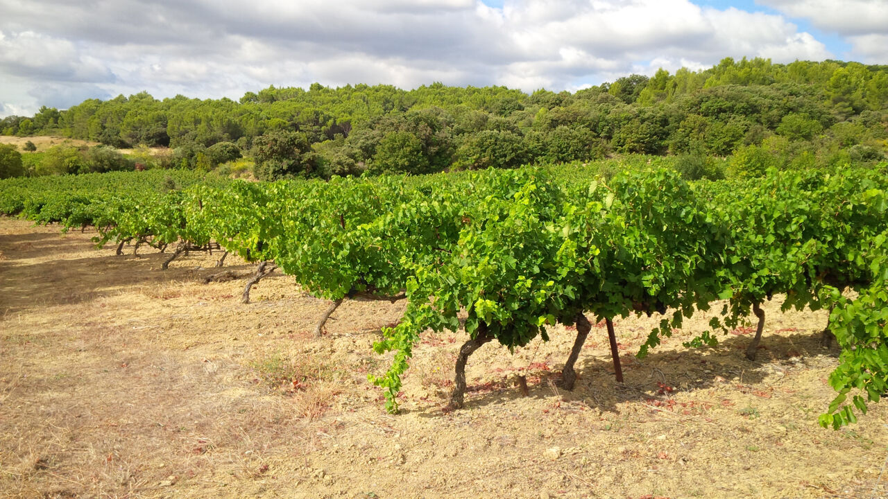 maison  pièces 500000 m2 à vendre à Faugères (34600)