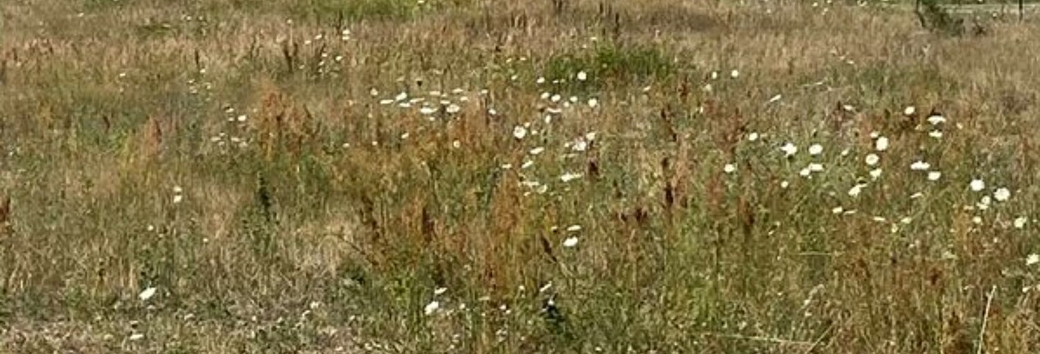 Terrain  10000 m² à vendre à Wittelsheim (68310)