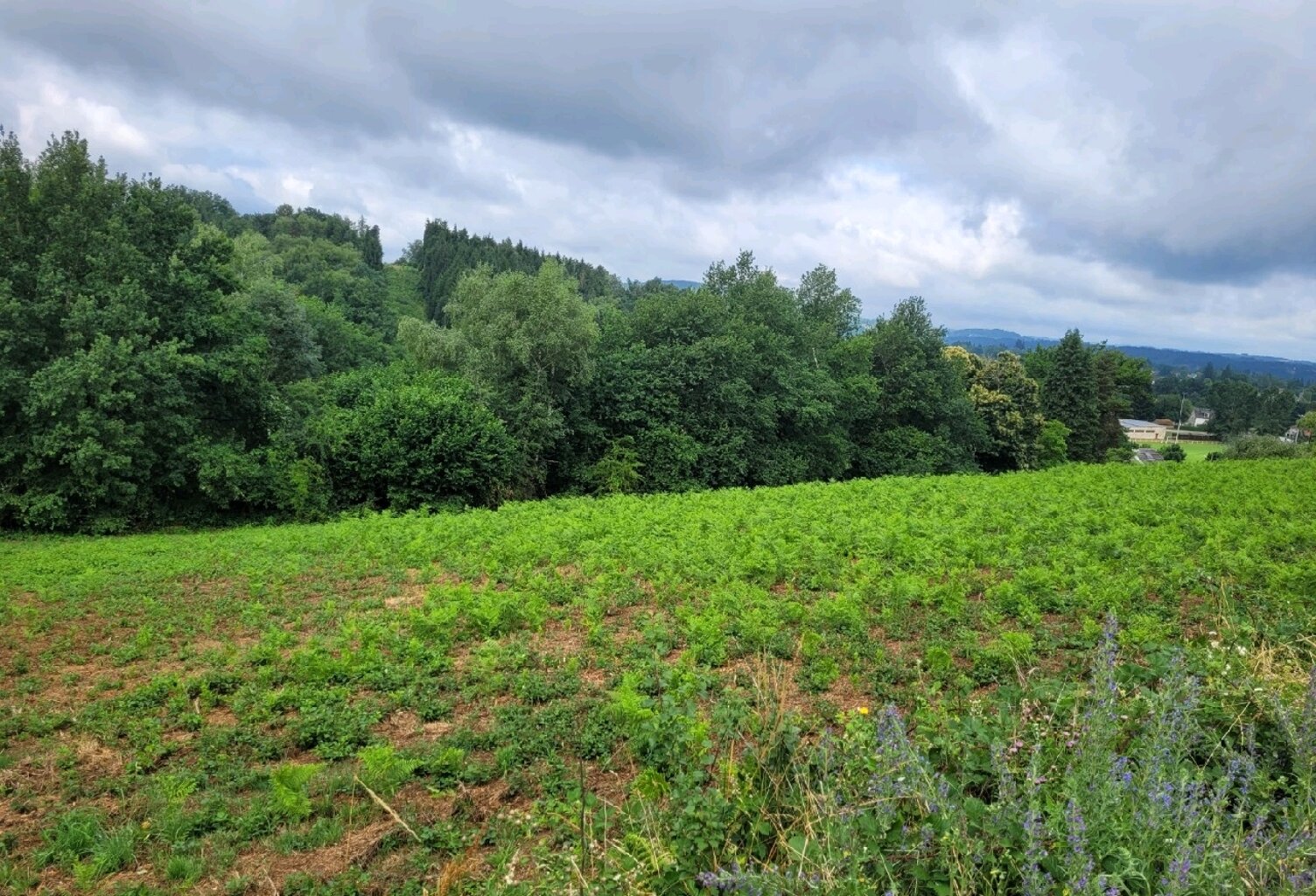 Vente terrain  4856 m² Lanobre (15270) — photo 1