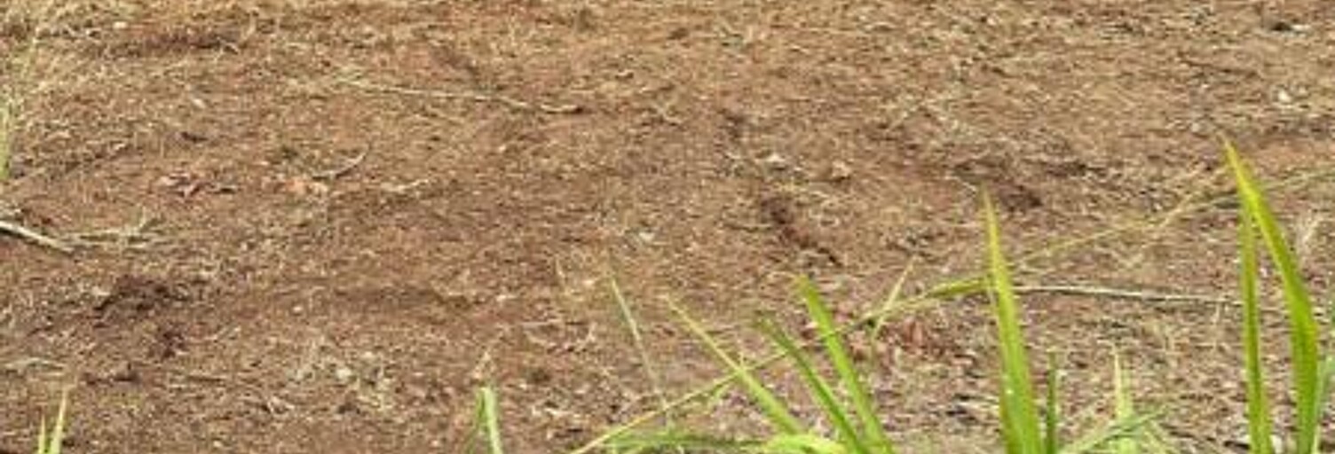 Terrain  1490 m² à vendre à Ducos (97224)