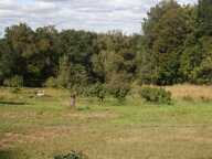 Terrain Saint Georges Sur Baulche 1 166 m² — photo 2