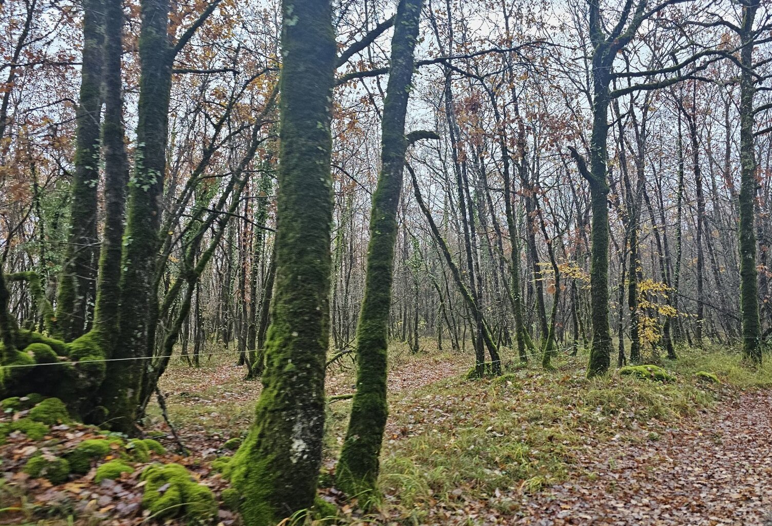 Terrain boisé  forêt — photo 1