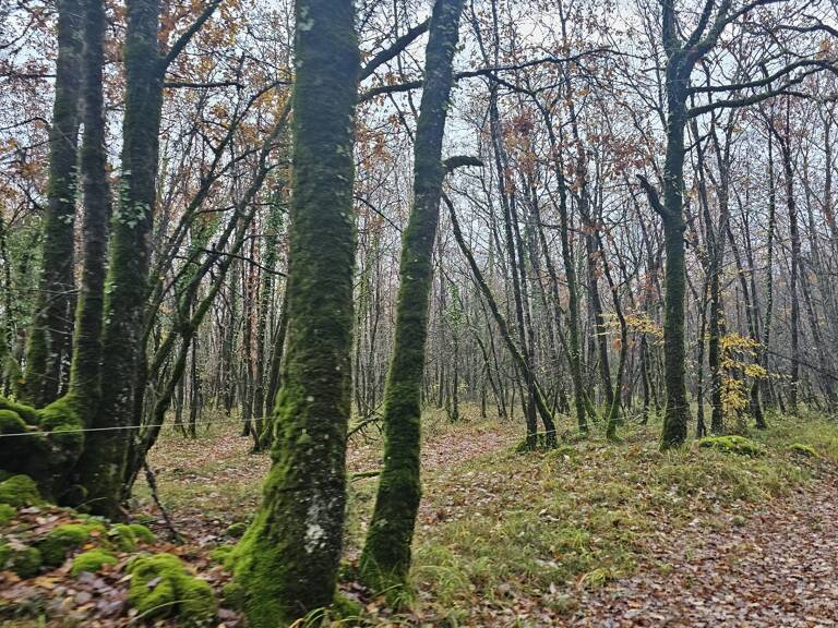 Terrain boisé  forêt — photo 1