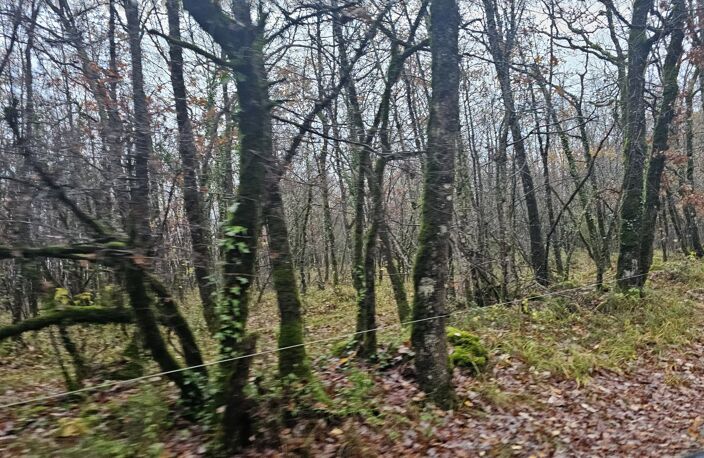 Terrain boisé  forêt — photo 2