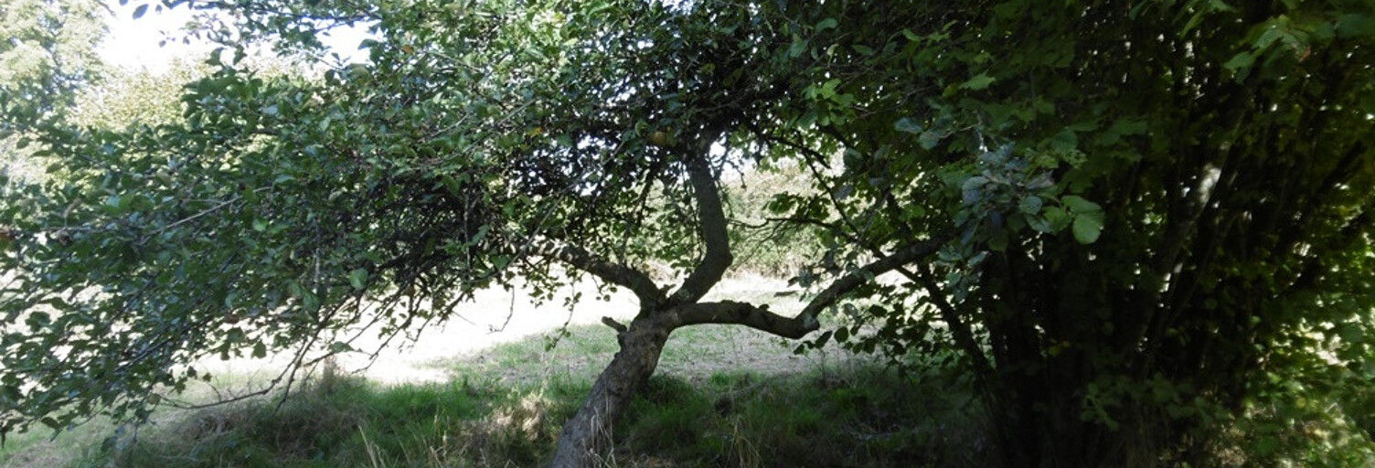 Terrain  5640 m² à vendre à Flavigny (18350)