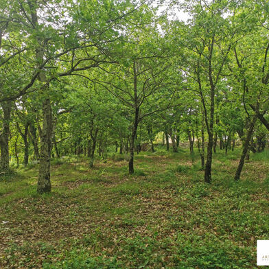 Terrain  76500 €