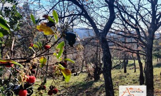 Photo N° 5