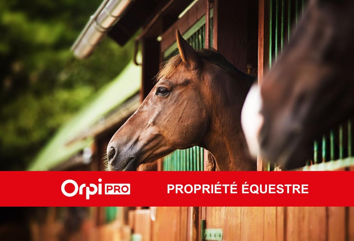 PROPRIÉTÉ ÉQUESTRE — photo 1