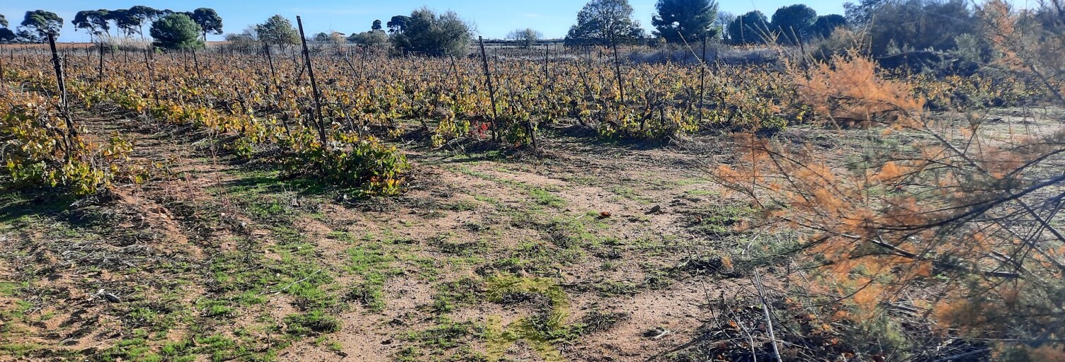 Terrain   m² à vendre à Portiragnes (34420)