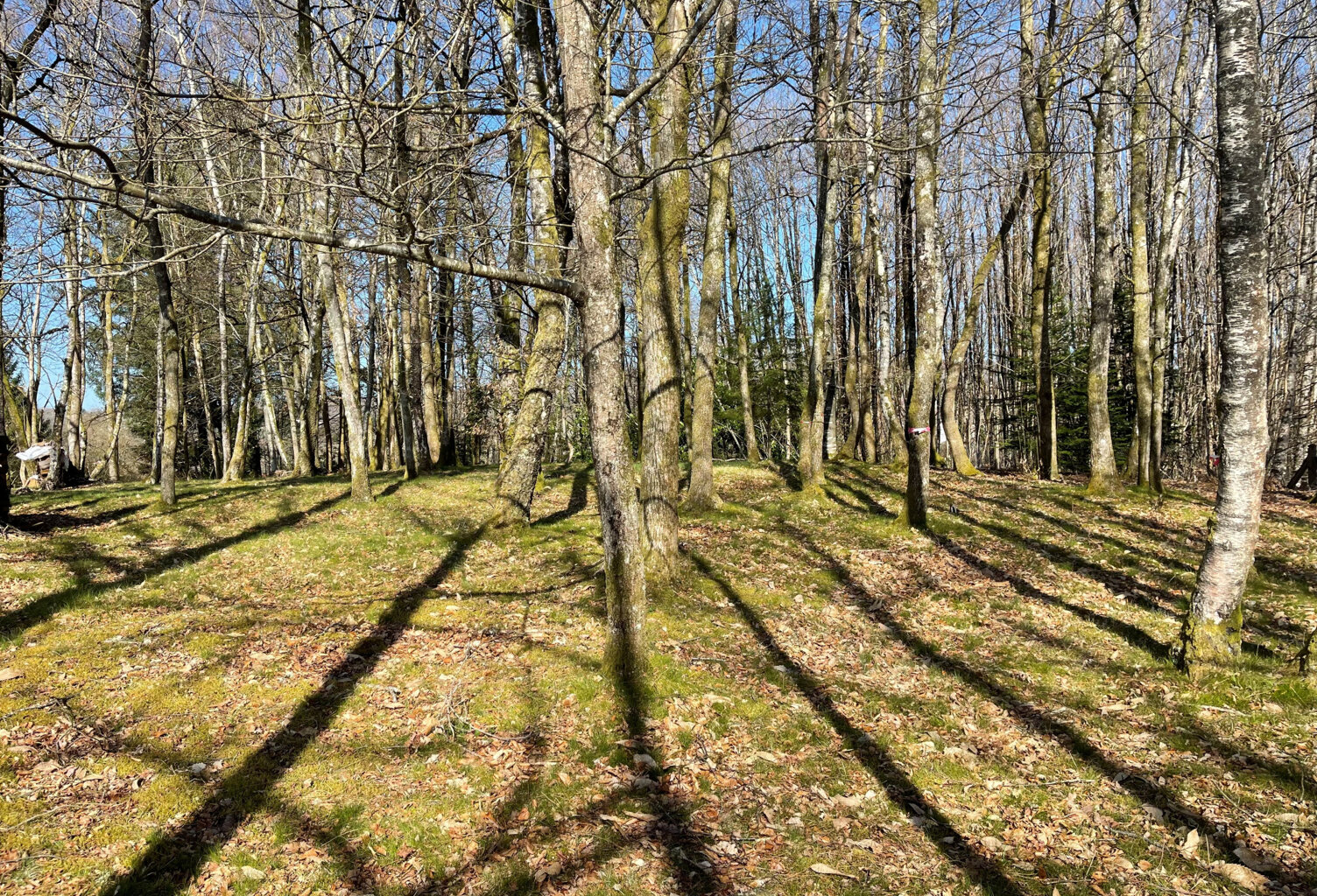 Ambazac terrain à bâtir 2300 m2 — photo 1