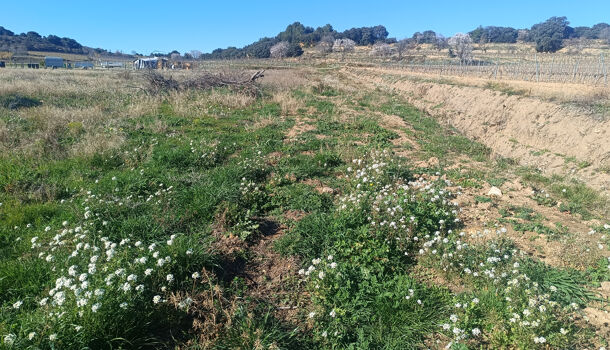 Terrain  à vendre Puilacher 34230