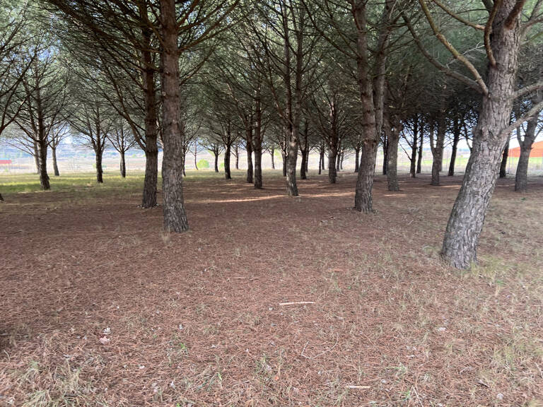 Belle parcelle de 1715m2 au coeur d'une pinede — photo 1