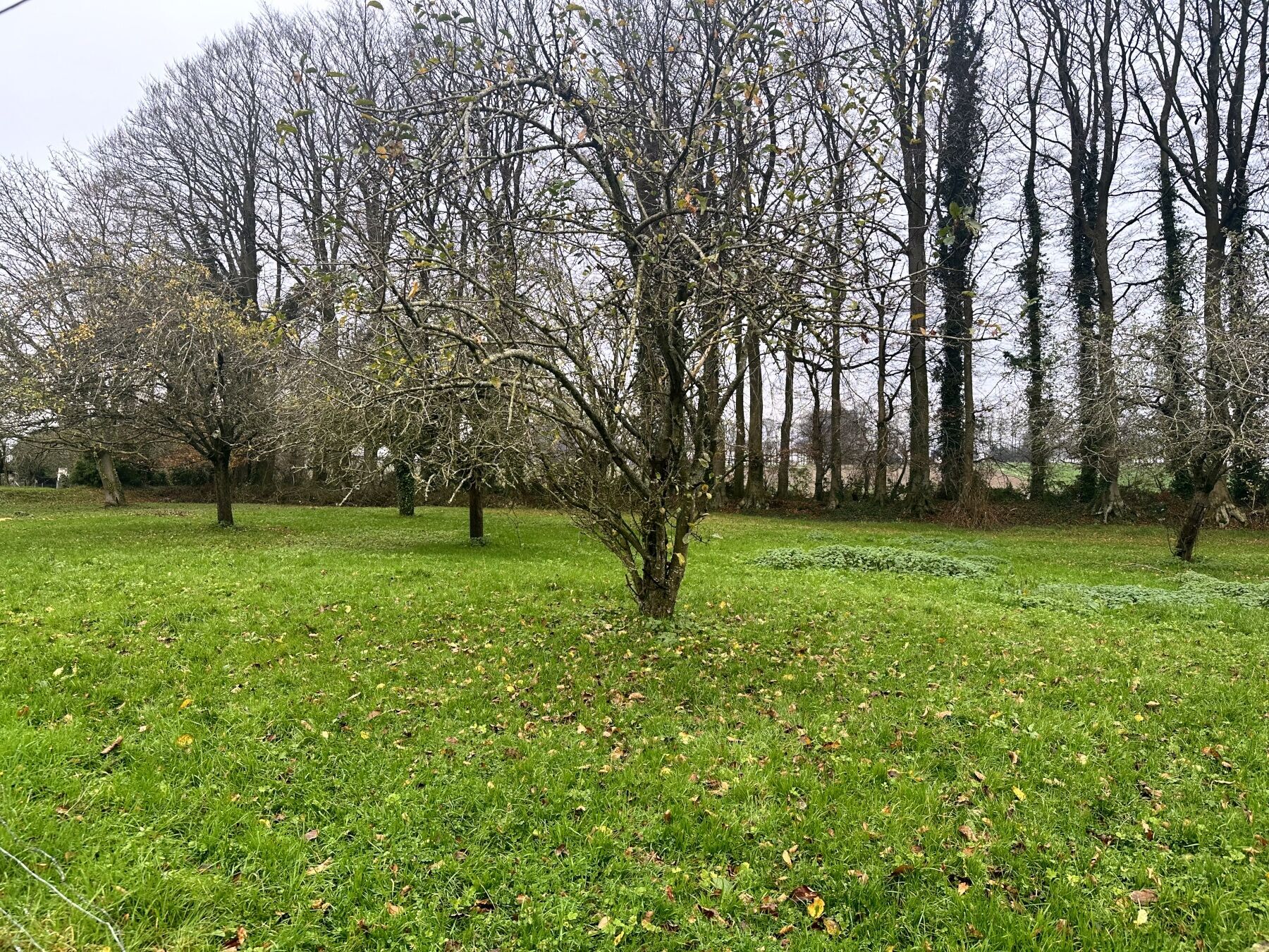 Agence immobilière de Agence Maupassant