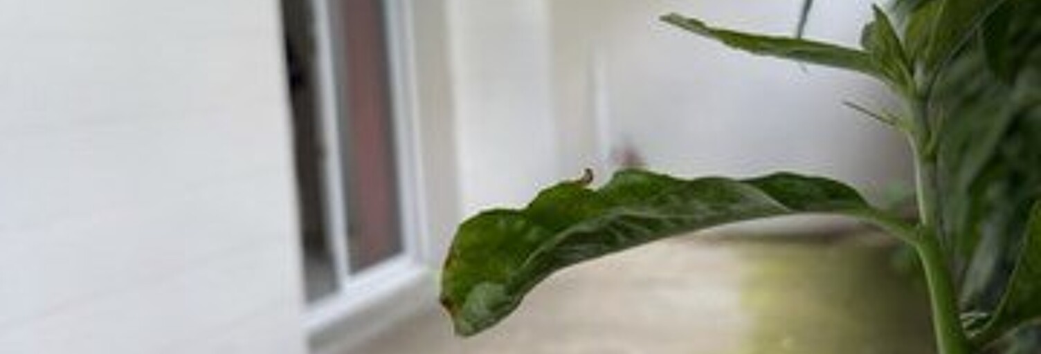 Appartement 4 Pièces 67 m² à vendre à Montauban (82000)