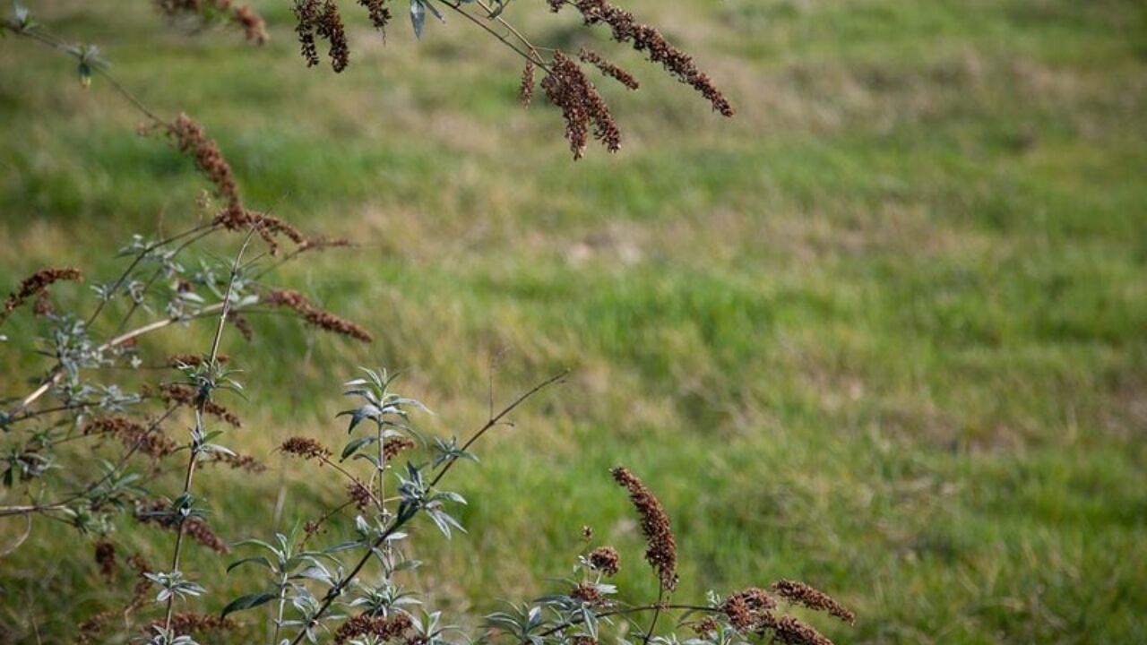 terrain  pièces 2680 m2 à vendre à Paray-le-Monial (71600)