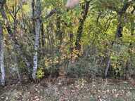 Terrain boisé  forêt — photo 2