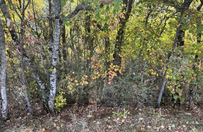 Terrain boisé  forêt — photo 2