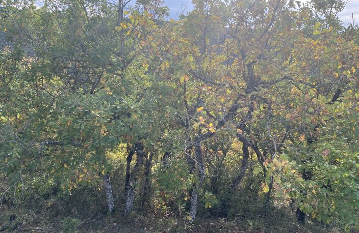 Terrain boisé  forêt — photo 3