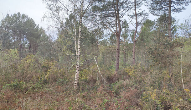 Terrain  à vendre Pleine-Selve 33820